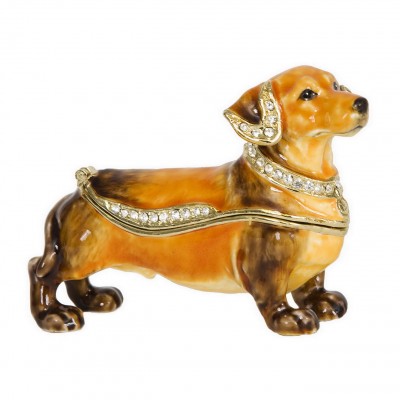 Dachshund 